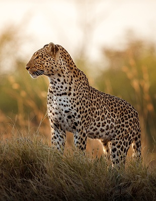 Kenya