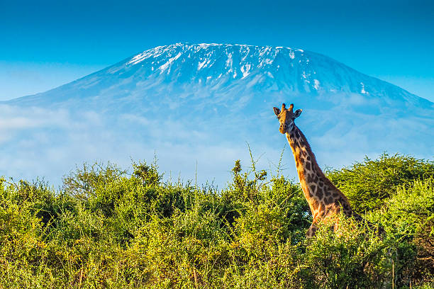 11-Day Signature Luxury Safari & Island Getaway – Kenya & Zanzibar
